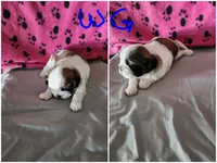 W . G, a female Shih Tzu for sale in Palatka, FL – 2 of 3