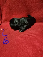 L . B, a male Shih Tzu for sale in Palatka, FL – 3 of 3