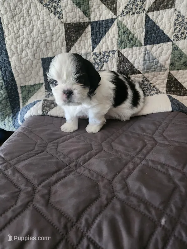 L . B  – Shih Tzu puppy for sale in Palatka, FL