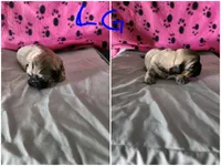 L . G , a female Shih Tzu for sale in Palatka, FL – 2 of 3