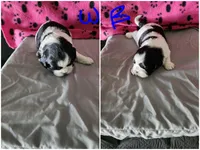 W . B, a male Shih Tzu for sale in Palatka, FL – 2 of 3