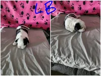 L . B , a male Shih Tzu for sale in Palatka, FL – 2 of 3