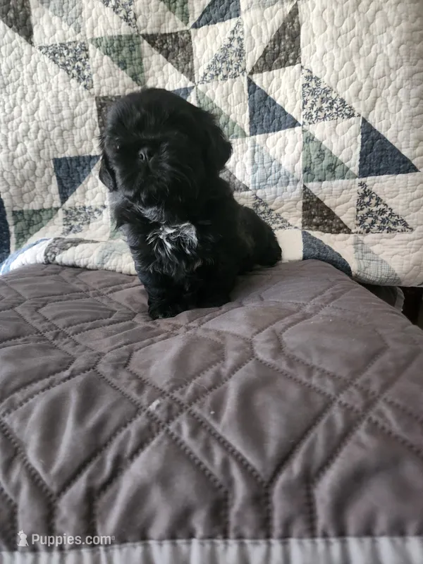 L . B – Shih Tzu puppy for sale in Palatka, FL