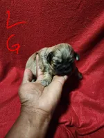 L . G , a female Shih Tzu for sale in Palatka, FL – 3 of 3