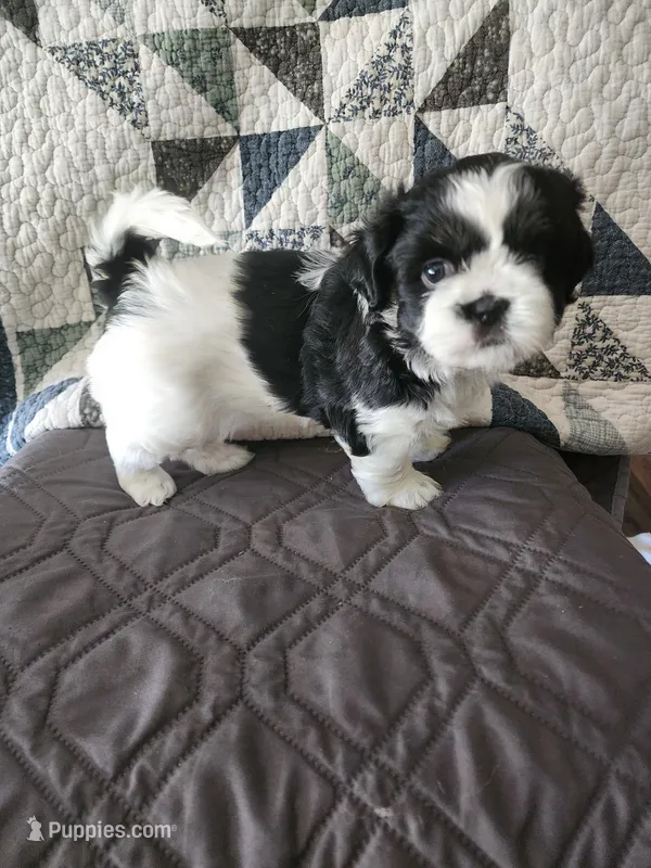 W . B – Shih Tzu puppy for sale in Palatka, FL