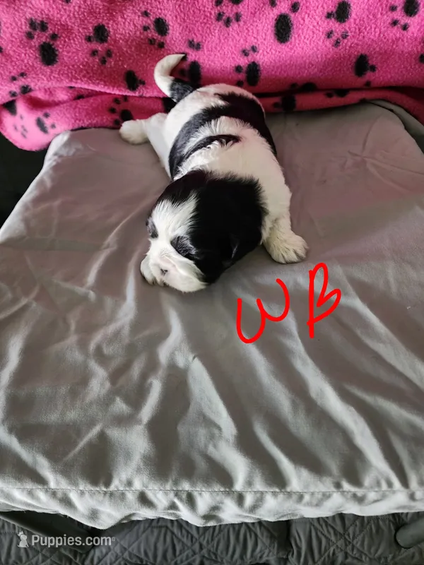 W . B – Shih Tzu puppy for sale in Palatka, FL