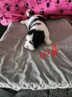 W . B, a male Shih Tzu for sale in Palatka, FL – 1 of 3