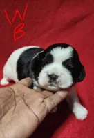 W . B, a male Shih Tzu for sale in Palatka, FL – 3 of 3