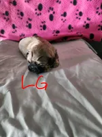 L . G , a female Shih Tzu for sale in Palatka, FL – 1 of 3