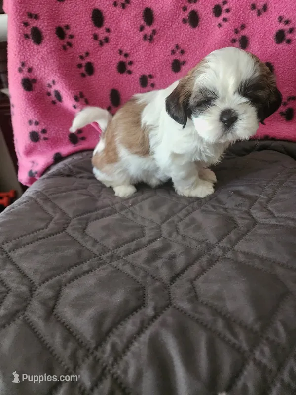 W . G – Shih Tzu puppy for sale in Palatka, FL