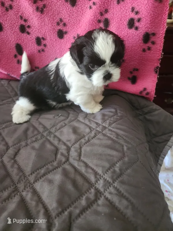 L . G  – Shih Tzu puppy for sale in Palatka, FL