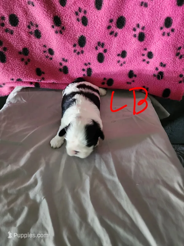 L . B  – Shih Tzu puppy for sale in Palatka, FL
