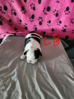 L . B , a male Shih Tzu for sale in Palatka, FL – 1 of 3