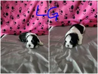 L . G , a female Shih Tzu for sale in Palatka, FL – 2 of 3