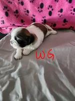 W . G, a female Shih Tzu for sale in Palatka, FL – 1 of 3