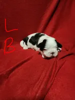 L . B , a male Shih Tzu for sale in Palatka, FL – 3 of 3