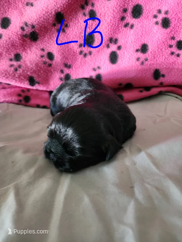 L . B – Shih Tzu puppy for sale in Palatka, FL