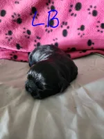 L . B, a male Shih Tzu for sale in Palatka, FL – 1 of 3
