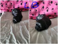 L . B, a male Shih Tzu for sale in Palatka, FL – 2 of 3