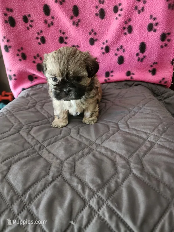 L . G  – Shih Tzu puppy for sale in Palatka, FL