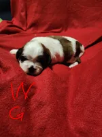W . G, a female Shih Tzu for sale in Palatka, FL – 3 of 3