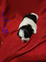 L . G , a female Shih Tzu for sale in Palatka, FL – 3 of 3