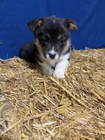 Sniffles , a female Pembroke Welsh Corgi for sale in Rudd, IA – Photo 2 of 4
