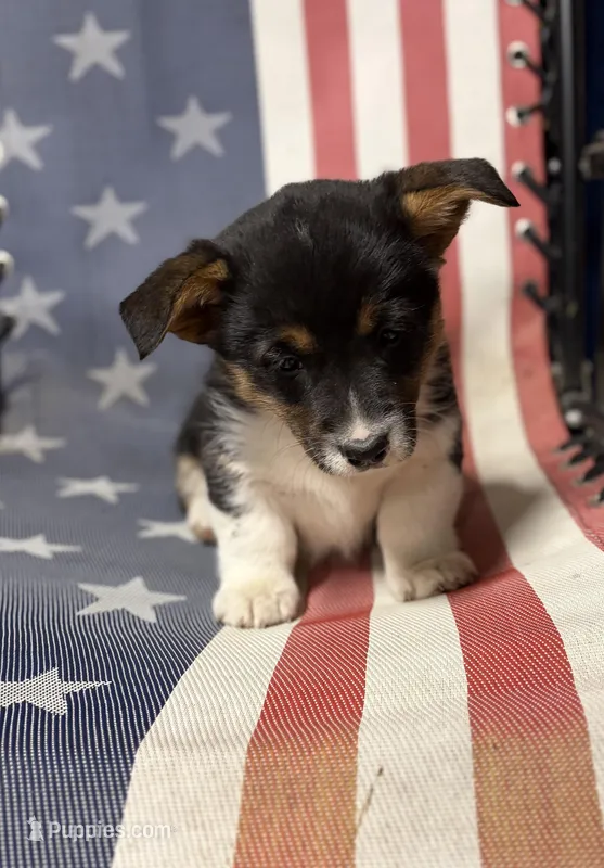 Sniffles  – Pembroke Welsh Corgi puppy for sale in Rudd, IA