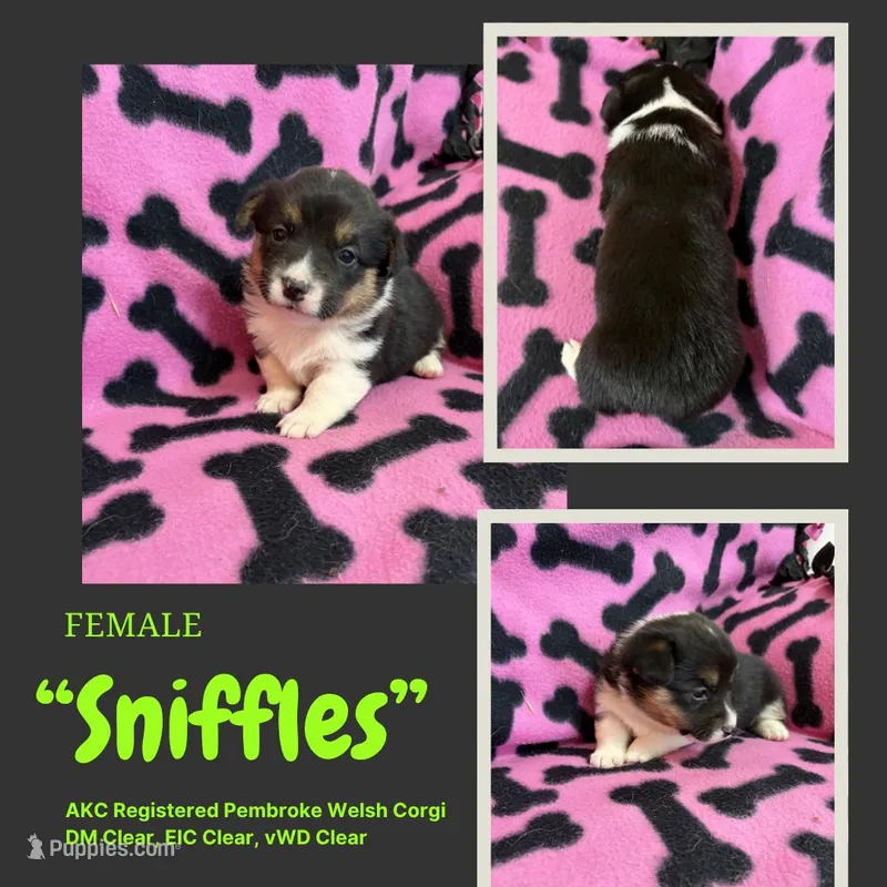 Sniffles  – Pembroke Welsh Corgi puppy for sale in Rudd, IA