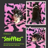 Sniffles , a female Pembroke Welsh Corgi for sale in Rudd, IA – Photo 4 of 4