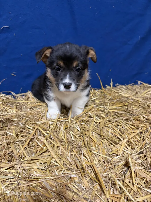 Sniffles  – Pembroke Welsh Corgi puppy for sale in Rudd, IA