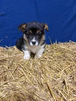 Sniffles , a female Pembroke Welsh Corgi for sale in Rudd, IA – Photo 1 of 4