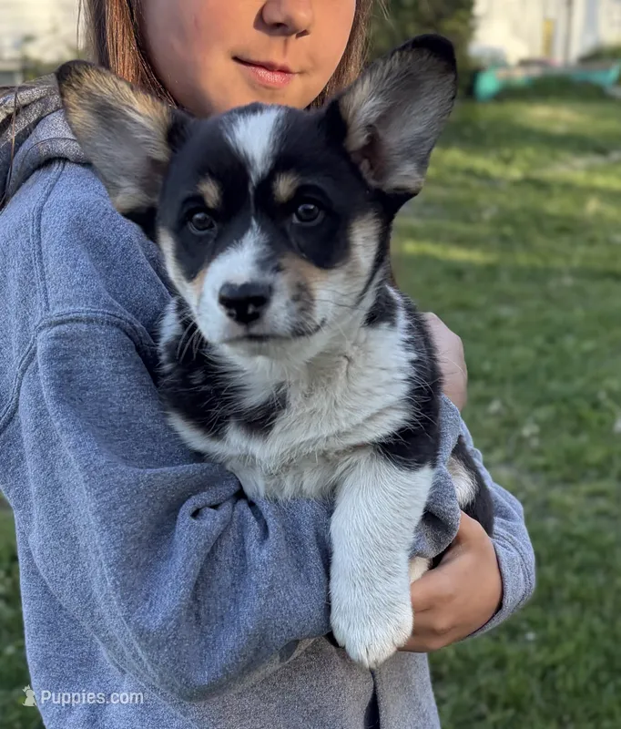 Piper – Pembroke Welsh Corgi puppy for sale in Rudd, IA
