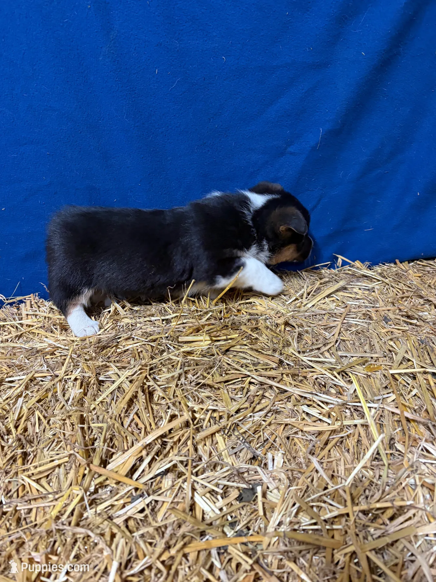 Sniffles , a female Pembroke Welsh Corgi for sale in Rudd, IA – Photo 3 of 4