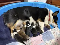 Nacho, a male Pembroke Welsh Corgi for sale in Rudd, IA – Photo 5 of 6