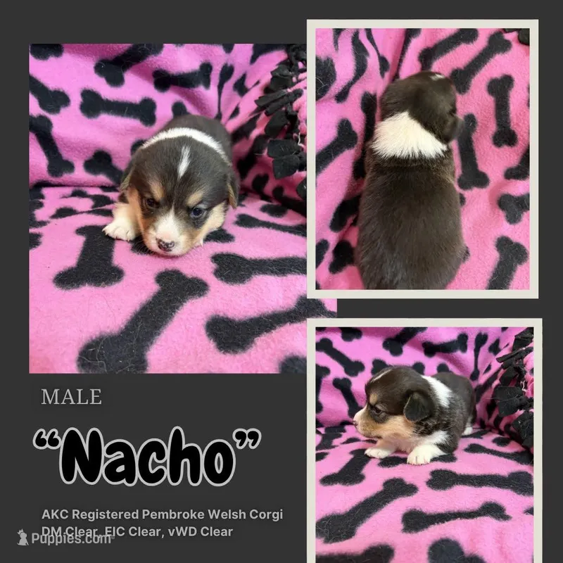 Nacho – Pembroke Welsh Corgi puppy for sale in Rudd, IA