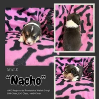 Nacho, a male Pembroke Welsh Corgi for sale in Rudd, IA – Photo 1 of 6
