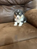 Nacho, a male Pembroke Welsh Corgi for sale in Rudd, IA – Photo 4 of 6