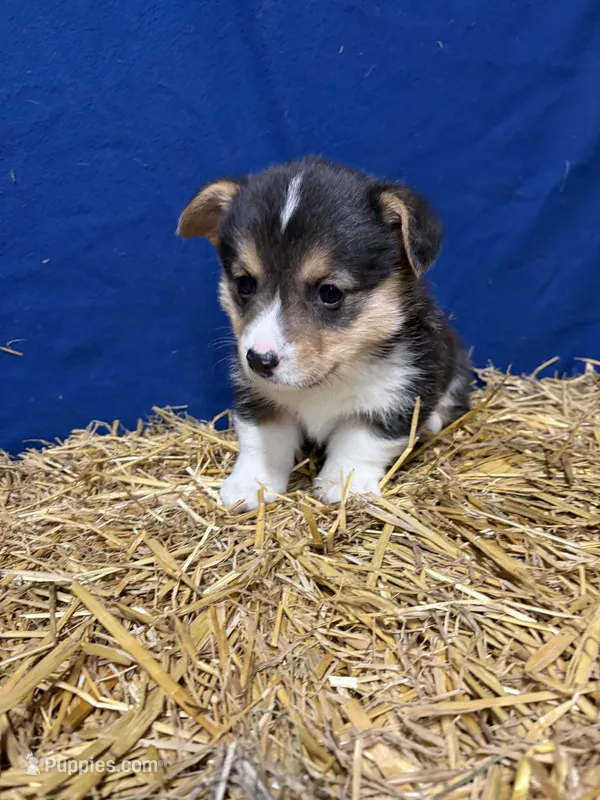 Nacho – Pembroke Welsh Corgi puppy for sale in Rudd, IA