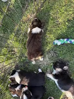 Nacho, a male Pembroke Welsh Corgi for sale in Rudd, IA – Photo 6 of 6