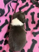 Nacho, a male Pembroke Welsh Corgi for sale in Rudd, IA – Photo 3 of 6