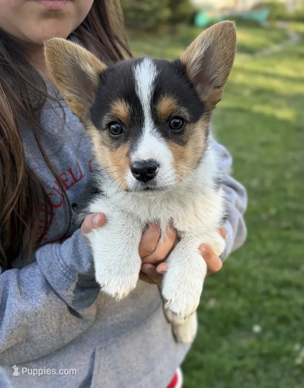 Grizzly – Pembroke Welsh Corgi puppy for sale in Rudd, IA