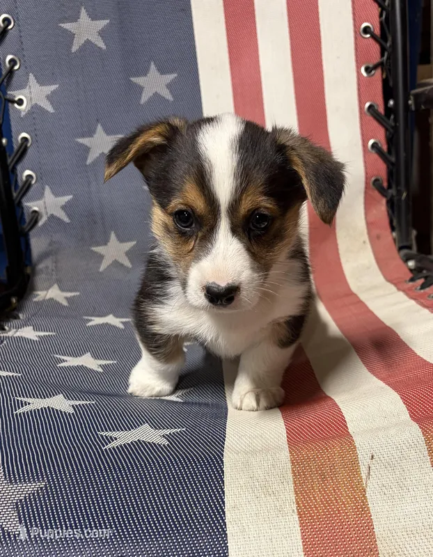 Sid – Pembroke Welsh Corgi puppy for sale in Rudd, IA