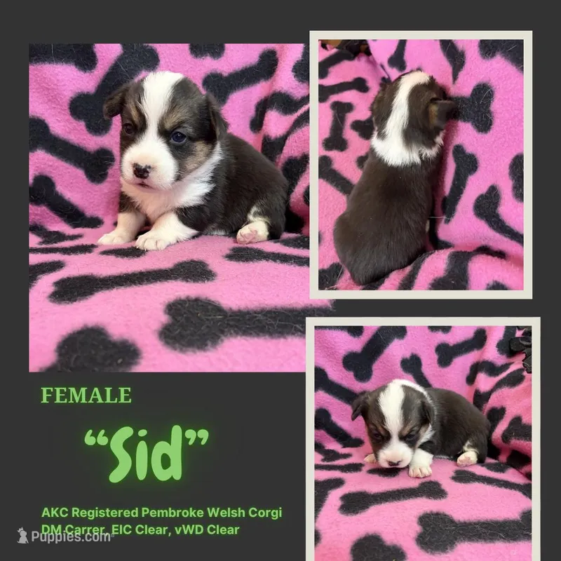 Sid – Pembroke Welsh Corgi puppy for sale in Rudd, IA