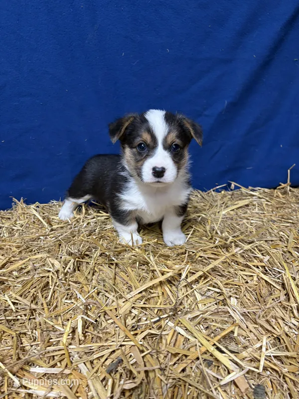 Sid – Pembroke Welsh Corgi puppy for sale in Rudd, IA