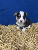 Trouble, a male Pembroke Welsh Corgi for sale in Rudd, IA – 8 of 8