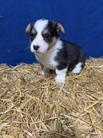 Trouble, a male Pembroke Welsh Corgi for sale in Rudd, IA – 7 of 8