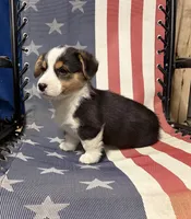 Trouble, a male Pembroke Welsh Corgi for sale in Rudd, IA – 4 of 8