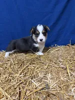 Trouble, a male Pembroke Welsh Corgi for sale in Rudd, IA – 5 of 8