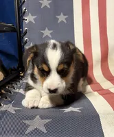 Trouble, a male Pembroke Welsh Corgi for sale in Rudd, IA – 3 of 8